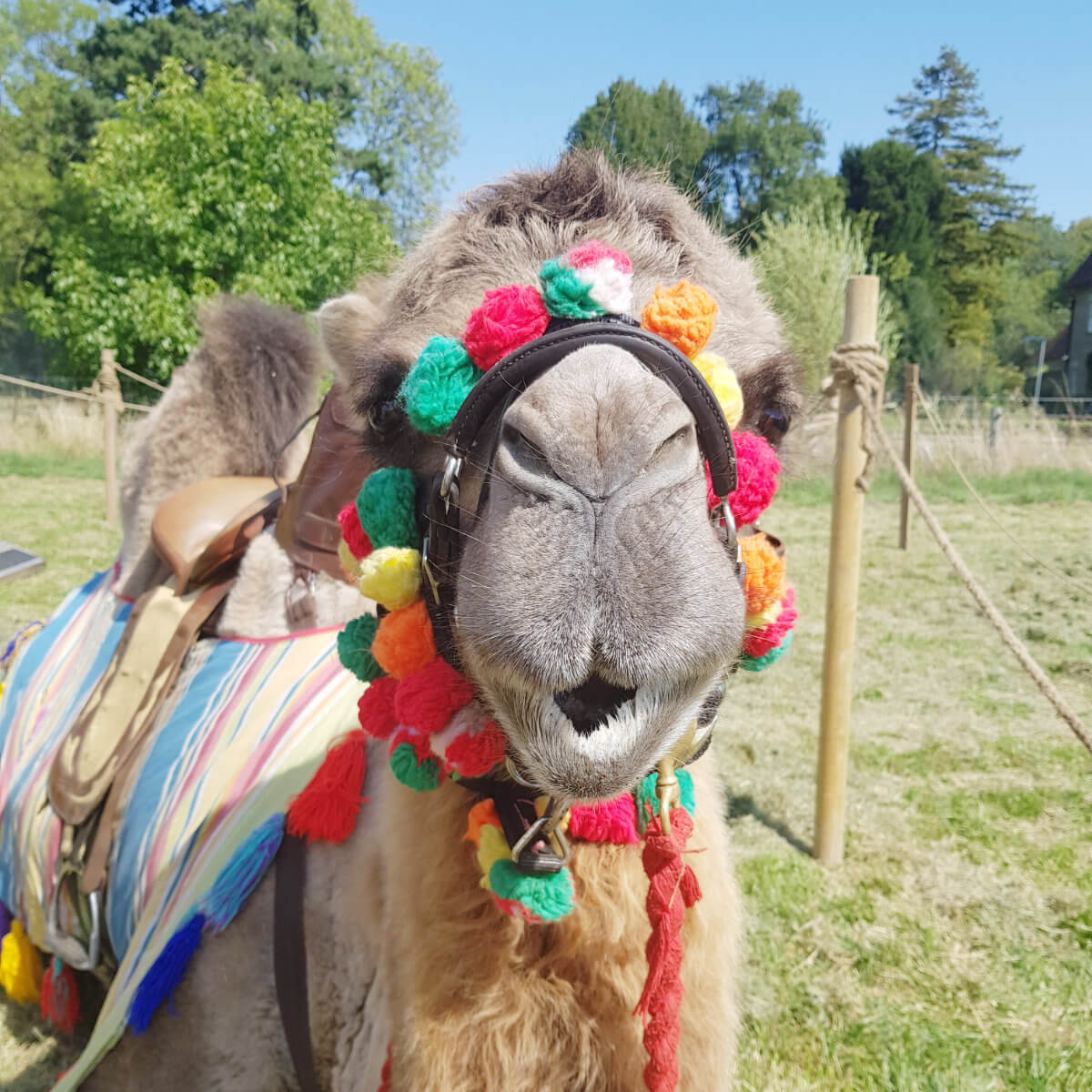 Josephs Amazing Camels